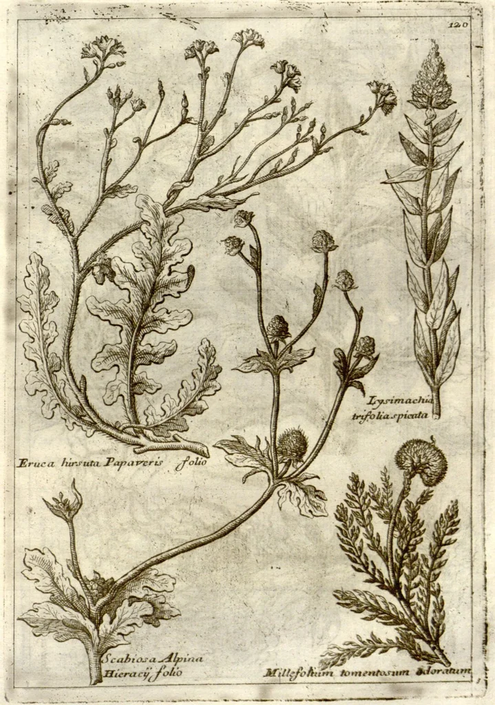 An illustration from Museo di piante rare della Sicilia, Malta, Corsica, Italia, Piemonte, e Germania ... ?con l'Appendix ad libros de plantis Andreae Caesalpini, e varie osservazioni curiose con sue figure in rame /di don Paolo Boccone ..., 1697, leaf 326