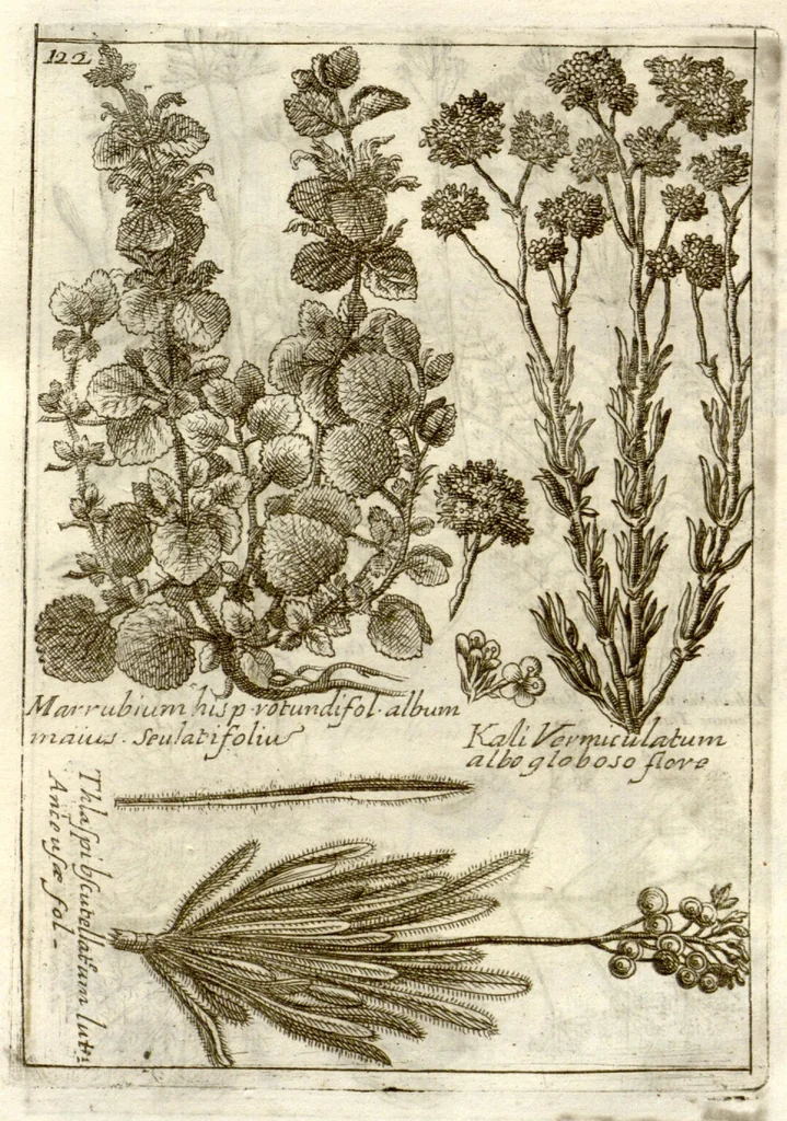 An illustration from Museo di piante rare della Sicilia, Malta, Corsica, Italia, Piemonte, e Germania ... ?con l'Appendix ad libros de plantis Andreae Caesalpini, e varie osservazioni curiose con sue figure in rame /di don Paolo Boccone ..., 1697, leaf 328