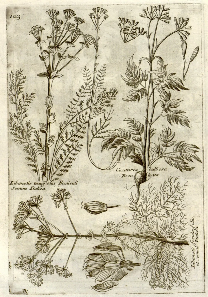 An illustration from Museo di piante rare della Sicilia, Malta, Corsica, Italia, Piemonte, e Germania ... ?con l'Appendix ad libros de plantis Andreae Caesalpini, e varie osservazioni curiose con sue figure in rame /di don Paolo Boccone ..., 1697, leaf 329