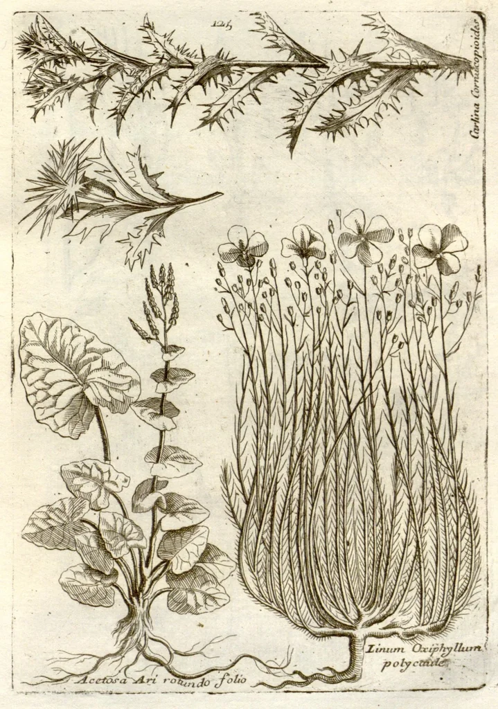 An illustration from Museo di piante rare della Sicilia, Malta, Corsica, Italia, Piemonte, e Germania ... ?con l'Appendix ad libros de plantis Andreae Caesalpini, e varie osservazioni curiose con sue figure in rame /di don Paolo Boccone ..., 1697, leaf 331
