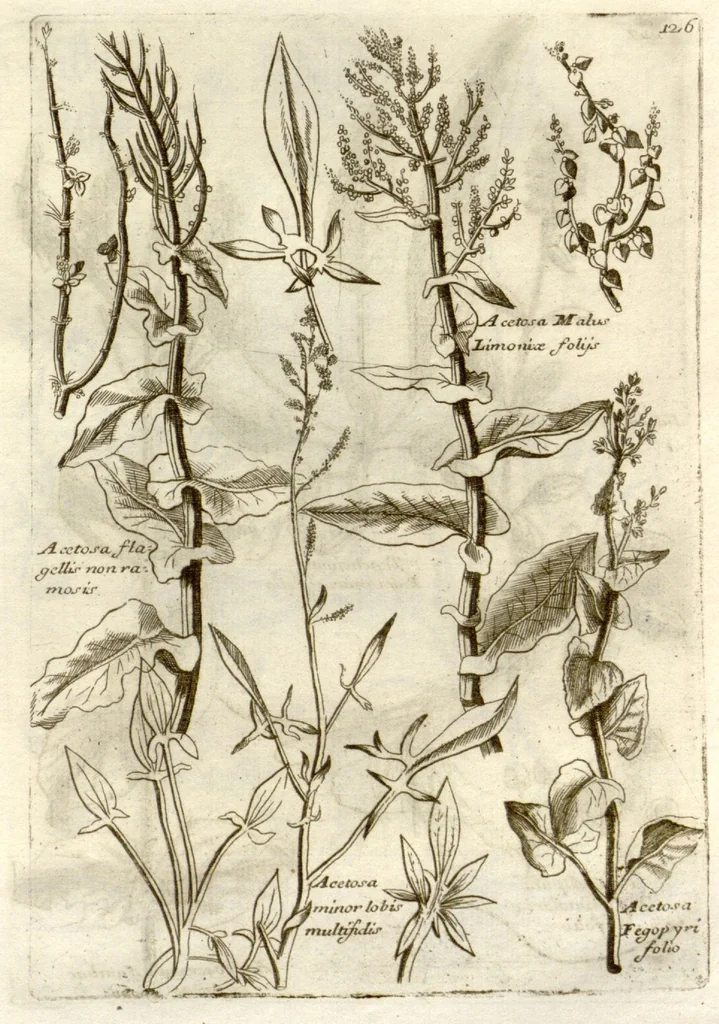 An illustration from Museo di piante rare della Sicilia, Malta, Corsica, Italia, Piemonte, e Germania ... ?con l'Appendix ad libros de plantis Andreae Caesalpini, e varie osservazioni curiose con sue figure in rame /di don Paolo Boccone ..., 1697, leaf 332