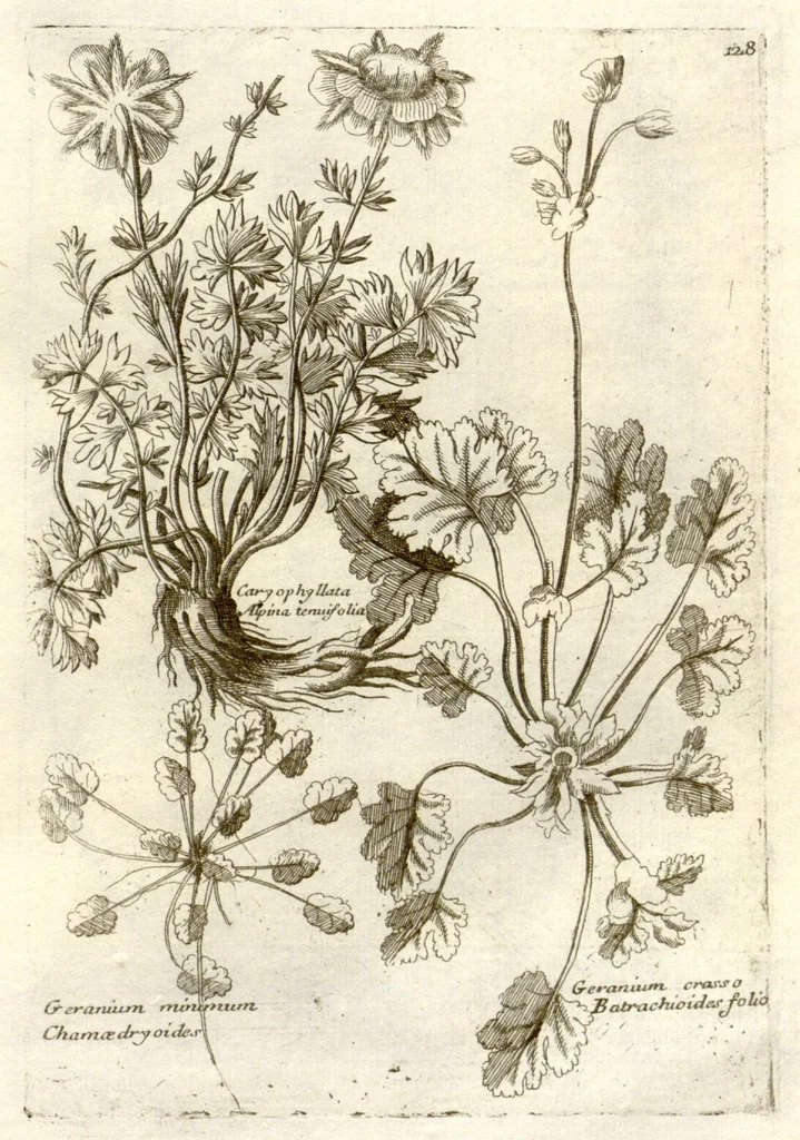 An illustration from Museo di piante rare della Sicilia, Malta, Corsica, Italia, Piemonte, e Germania ... ?con l'Appendix ad libros de plantis Andreae Caesalpini, e varie osservazioni curiose con sue figure in rame /di don Paolo Boccone ..., 1697, leaf 334