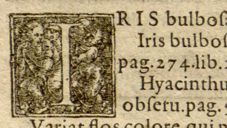 An illustration from Phytopinax, seu, Enumeratio plantarum ab herbariis nostro seculo descriptarum : cum earum differentiis : cui plurimarum hactenus ab iisdem non descriptarum succinctae descriptiones & denominationes accessere : additis aliquot hactenus non sculptarum plantarum viuis iconibus / Casparo Bauhino ..., auctore., 1596, leaf 114