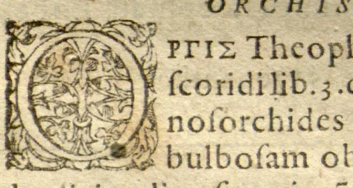 An illustration from Phytopinax, seu, Enumeratio plantarum ab herbariis nostro seculo descriptarum : cum earum differentiis : cui plurimarum hactenus ab iisdem non descriptarum succinctae descriptiones & denominationes accessere : additis aliquot hactenus non sculptarum plantarum viuis iconibus / Casparo Bauhino ..., auctore., 1596, leaf 158