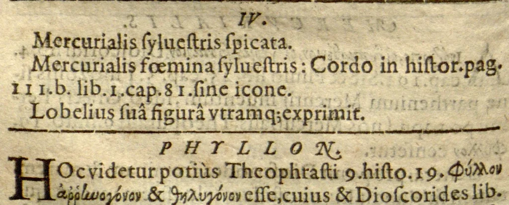 An illustration from Phytopinax, seu, Enumeratio plantarum ab herbariis nostro seculo descriptarum : cum earum differentiis : cui plurimarum hactenus ab iisdem non descriptarum succinctae descriptiones & denominationes accessere : additis aliquot hactenus non sculptarum plantarum viuis iconibus / Casparo Bauhino ..., auctore., 1596, leaf 242