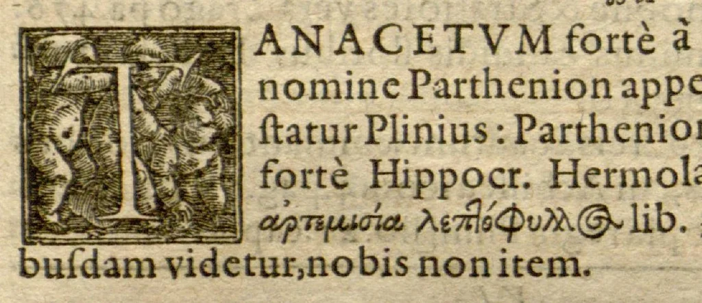 An illustration from Phytopinax, seu, Enumeratio plantarum ab herbariis nostro seculo descriptarum : cum earum differentiis : cui plurimarum hactenus ab iisdem non descriptarum succinctae descriptiones & denominationes accessere : additis aliquot hactenus non sculptarum plantarum viuis iconibus / Casparo Bauhino ..., auctore., 1596, leaf 265