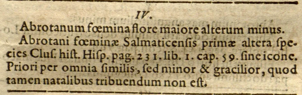 An illustration from Phytopinax, seu, Enumeratio plantarum ab herbariis nostro seculo descriptarum : cum earum differentiis : cui plurimarum hactenus ab iisdem non descriptarum succinctae descriptiones & denominationes accessere : additis aliquot hactenus non sculptarum plantarum viuis iconibus / Casparo Bauhino ..., auctore., 1596, leaf 273
