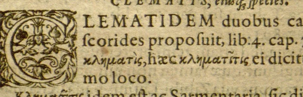 An illustration from Phytopinax, seu, Enumeratio plantarum ab herbariis nostro seculo descriptarum : cum earum differentiis : cui plurimarum hactenus ab iisdem non descriptarum succinctae descriptiones & denominationes accessere : additis aliquot hactenus non sculptarum plantarum viuis iconibus / Casparo Bauhino ..., auctore., 1596, leaf 638