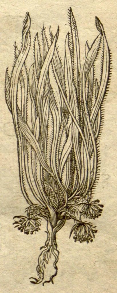 An illustration from Phytopinax, seu, Enumeratio plantarum ab herbariis nostro seculo descriptarum : cum earum differentiis : cui plurimarum hactenus ab iisdem non descriptarum succinctae descriptiones & denominationes accessere : additis aliquot hactenus non sculptarum plantarum viuis iconibus / Casparo Bauhino ..., auctore., 1596, leaf 729