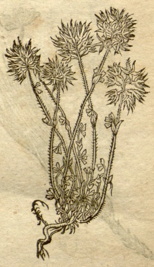 An illustration from Phytopinax, seu, Enumeratio plantarum ab herbariis nostro seculo descriptarum : cum earum differentiis : cui plurimarum hactenus ab iisdem non descriptarum succinctae descriptiones & denominationes accessere : additis aliquot hactenus non sculptarum plantarum viuis iconibus / Casparo Bauhino ..., auctore., 1596, leaf 731