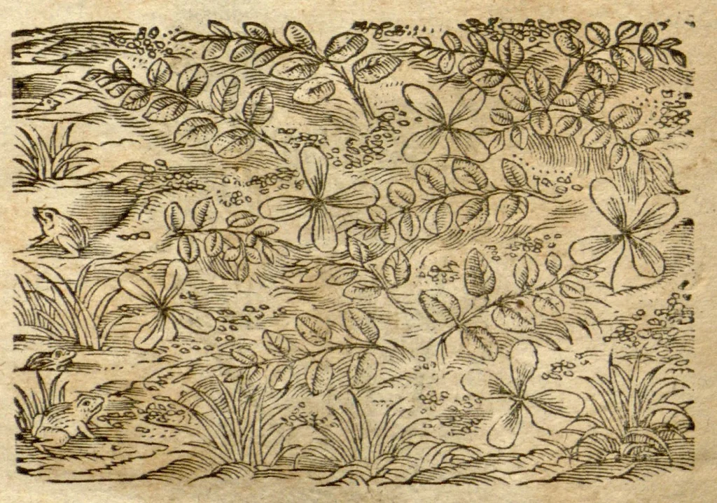 An illustration from Phytopinax, seu, Enumeratio plantarum ab herbariis nostro seculo descriptarum : cum earum differentiis : cui plurimarum hactenus ab iisdem non descriptarum succinctae descriptiones & denominationes accessere : additis aliquot hactenus non sculptarum plantarum viuis iconibus / Casparo Bauhino ..., auctore., 1596, leaf 733