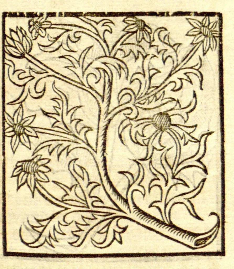 An illustration from The vertuose boke of distyllacyon of the waters of all maner of herbes ?with the fygures of the styllatoryes /fyrst made and compyled by the thyrte yeres study and labour of the moste conynge and famous master of phisyke Master Jherom Bruynswyke ; and now newly translate out of Duyche into Englysshe, not only to the synguler helpe and profyte of the surgyens, phisycyens and apothecaryes, but also of all maner of people parfytely and in dewe tyme and ordre to lerne to dystyll all maner of herbes to the profit, cure, & remedy of all maner dysieases and infirmytees apparant and nat apparant, and ye shall understande that the waters be better than the herbes as Avicenna testefyeth in his fourth canon saynge that all maner medicynes used with theyr substance febleth and maketh aged and weke., 1527, leaf 106