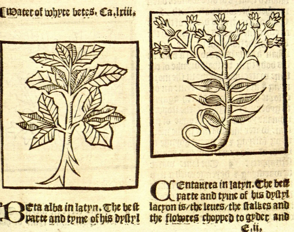 An illustration from The vertuose boke of distyllacyon of the waters of all maner of herbes ?with the fygures of the styllatoryes /fyrst made and compyled by the thyrte yeres study and labour of the moste conynge and famous master of phisyke Master Jherom Bruynswyke ; and now newly translate out of Duyche into Englysshe, not only to the synguler helpe and profyte of the surgyens, phisycyens and apothecaryes, but also of all maner of people parfytely and in dewe tyme and ordre to lerne to dystyll all maner of herbes to the profit, cure, & remedy of all maner dysieases and infirmytees apparant and nat apparant, and ye shall understande that the waters be better than the herbes as Avicenna testefyeth in his fourth canon saynge that all maner medicynes used with theyr substance febleth and maketh aged and weke., 1527, leaf 110