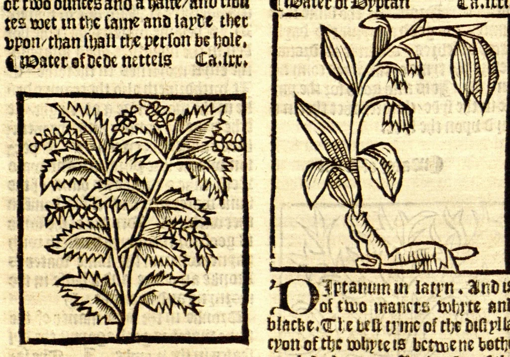 An illustration from The vertuose boke of distyllacyon of the waters of all maner of herbes ?with the fygures of the styllatoryes /fyrst made and compyled by the thyrte yeres study and labour of the moste conynge and famous master of phisyke Master Jherom Bruynswyke ; and now newly translate out of Duyche into Englysshe, not only to the synguler helpe and profyte of the surgyens, phisycyens and apothecaryes, but also of all maner of people parfytely and in dewe tyme and ordre to lerne to dystyll all maner of herbes to the profit, cure, & remedy of all maner dysieases and infirmytees apparant and nat apparant, and ye shall understande that the waters be better than the herbes as Avicenna testefyeth in his fourth canon saynge that all maner medicynes used with theyr substance febleth and maketh aged and weke., 1527, leaf 115