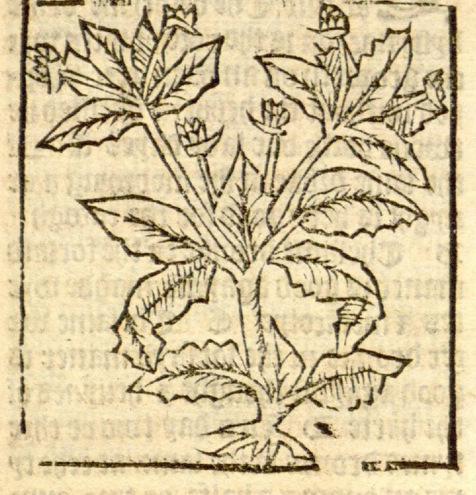 An illustration from The vertuose boke of distyllacyon of the waters of all maner of herbes ?with the fygures of the styllatoryes /fyrst made and compyled by the thyrte yeres study and labour of the moste conynge and famous master of phisyke Master Jherom Bruynswyke ; and now newly translate out of Duyche into Englysshe, not only to the synguler helpe and profyte of the surgyens, phisycyens and apothecaryes, but also of all maner of people parfytely and in dewe tyme and ordre to lerne to dystyll all maner of herbes to the profit, cure, & remedy of all maner dysieases and infirmytees apparant and nat apparant, and ye shall understande that the waters be better than the herbes as Avicenna testefyeth in his fourth canon saynge that all maner medicynes used with theyr substance febleth and maketh aged and weke., 1527, leaf 118