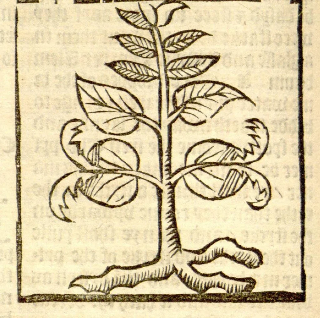 An illustration from The vertuose boke of distyllacyon of the waters of all maner of herbes ?with the fygures of the styllatoryes /fyrst made and compyled by the thyrte yeres study and labour of the moste conynge and famous master of phisyke Master Jherom Bruynswyke ; and now newly translate out of Duyche into Englysshe, not only to the synguler helpe and profyte of the surgyens, phisycyens and apothecaryes, but also of all maner of people parfytely and in dewe tyme and ordre to lerne to dystyll all maner of herbes to the profit, cure, & remedy of all maner dysieases and infirmytees apparant and nat apparant, and ye shall understande that the waters be better than the herbes as Avicenna testefyeth in his fourth canon saynge that all maner medicynes used with theyr substance febleth and maketh aged and weke., 1527, leaf 127
