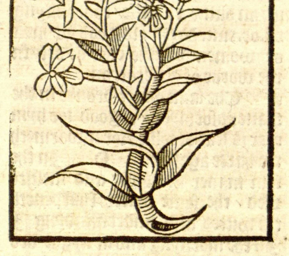 An illustration from The vertuose boke of distyllacyon of the waters of all maner of herbes ?with the fygures of the styllatoryes /fyrst made and compyled by the thyrte yeres study and labour of the moste conynge and famous master of phisyke Master Jherom Bruynswyke ; and now newly translate out of Duyche into Englysshe, not only to the synguler helpe and profyte of the surgyens, phisycyens and apothecaryes, but also of all maner of people parfytely and in dewe tyme and ordre to lerne to dystyll all maner of herbes to the profit, cure, & remedy of all maner dysieases and infirmytees apparant and nat apparant, and ye shall understande that the waters be better than the herbes as Avicenna testefyeth in his fourth canon saynge that all maner medicynes used with theyr substance febleth and maketh aged and weke., 1527, leaf 138