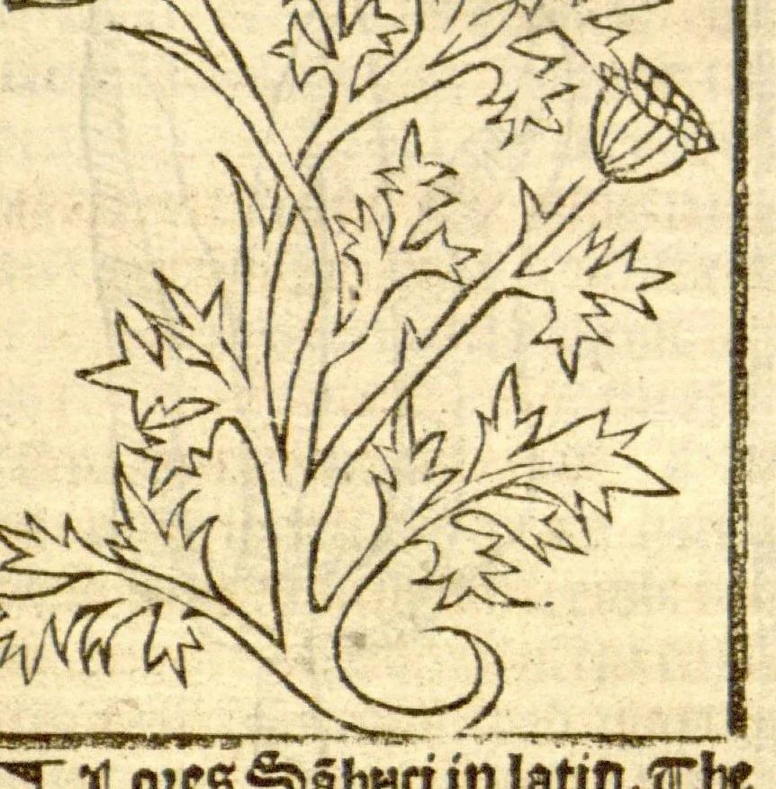 An illustration from The vertuose boke of distyllacyon of the waters of all maner of herbes ?with the fygures of the styllatoryes /fyrst made and compyled by the thyrte yeres study and labour of the moste conynge and famous master of phisyke Master Jherom Bruynswyke ; and now newly translate out of Duyche into Englysshe, not only to the synguler helpe and profyte of the surgyens, phisycyens and apothecaryes, but also of all maner of people parfytely and in dewe tyme and ordre to lerne to dystyll all maner of herbes to the profit, cure, & remedy of all maner dysieases and infirmytees apparant and nat apparant, and ye shall understande that the waters be better than the herbes as Avicenna testefyeth in his fourth canon saynge that all maner medicynes used with theyr substance febleth and maketh aged and weke., 1527, leaf 142