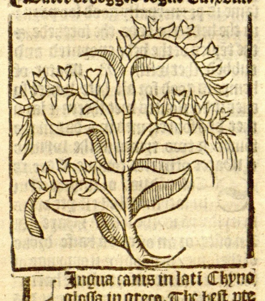 An illustration from The vertuose boke of distyllacyon of the waters of all maner of herbes ?with the fygures of the styllatoryes /fyrst made and compyled by the thyrte yeres study and labour of the moste conynge and famous master of phisyke Master Jherom Bruynswyke ; and now newly translate out of Duyche into Englysshe, not only to the synguler helpe and profyte of the surgyens, phisycyens and apothecaryes, but also of all maner of people parfytely and in dewe tyme and ordre to lerne to dystyll all maner of herbes to the profit, cure, & remedy of all maner dysieases and infirmytees apparant and nat apparant, and ye shall understande that the waters be better than the herbes as Avicenna testefyeth in his fourth canon saynge that all maner medicynes used with theyr substance febleth and maketh aged and weke., 1527, leaf 142