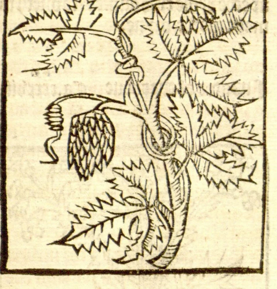 An illustration from The vertuose boke of distyllacyon of the waters of all maner of herbes ?with the fygures of the styllatoryes /fyrst made and compyled by the thyrte yeres study and labour of the moste conynge and famous master of phisyke Master Jherom Bruynswyke ; and now newly translate out of Duyche into Englysshe, not only to the synguler helpe and profyte of the surgyens, phisycyens and apothecaryes, but also of all maner of people parfytely and in dewe tyme and ordre to lerne to dystyll all maner of herbes to the profit, cure, & remedy of all maner dysieases and infirmytees apparant and nat apparant, and ye shall understande that the waters be better than the herbes as Avicenna testefyeth in his fourth canon saynge that all maner medicynes used with theyr substance febleth and maketh aged and weke., 1527, leaf 150