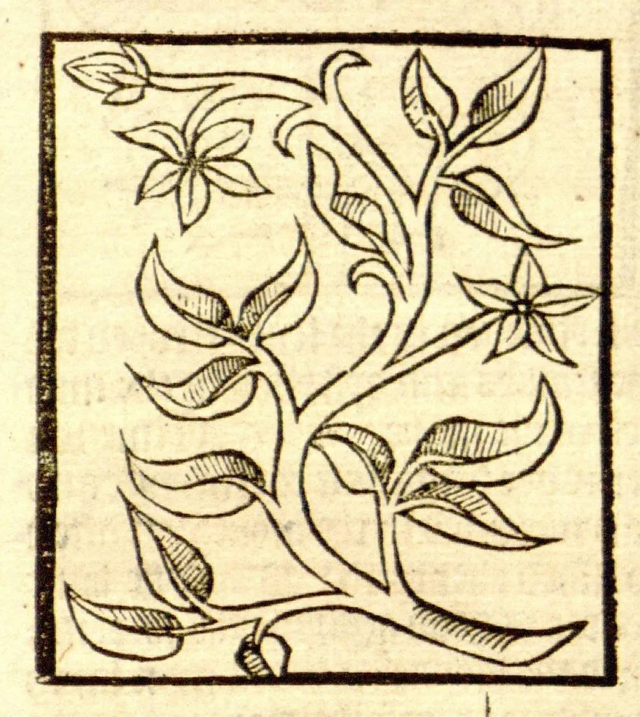An illustration from The vertuose boke of distyllacyon of the waters of all maner of herbes ?with the fygures of the styllatoryes /fyrst made and compyled by the thyrte yeres study and labour of the moste conynge and famous master of phisyke Master Jherom Bruynswyke ; and now newly translate out of Duyche into Englysshe, not only to the synguler helpe and profyte of the surgyens, phisycyens and apothecaryes, but also of all maner of people parfytely and in dewe tyme and ordre to lerne to dystyll all maner of herbes to the profit, cure, & remedy of all maner dysieases and infirmytees apparant and nat apparant, and ye shall understande that the waters be better than the herbes as Avicenna testefyeth in his fourth canon saynge that all maner medicynes used with theyr substance febleth and maketh aged and weke., 1527, leaf 156