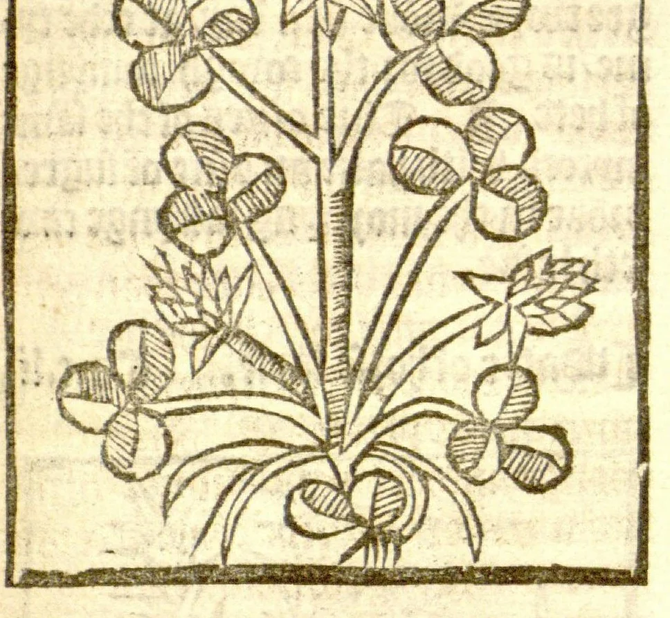An illustration from The vertuose boke of distyllacyon of the waters of all maner of herbes ?with the fygures of the styllatoryes /fyrst made and compyled by the thyrte yeres study and labour of the moste conynge and famous master of phisyke Master Jherom Bruynswyke ; and now newly translate out of Duyche into Englysshe, not only to the synguler helpe and profyte of the surgyens, phisycyens and apothecaryes, but also of all maner of people parfytely and in dewe tyme and ordre to lerne to dystyll all maner of herbes to the profit, cure, & remedy of all maner dysieases and infirmytees apparant and nat apparant, and ye shall understande that the waters be better than the herbes as Avicenna testefyeth in his fourth canon saynge that all maner medicynes used with theyr substance febleth and maketh aged and weke., 1527, leaf 160