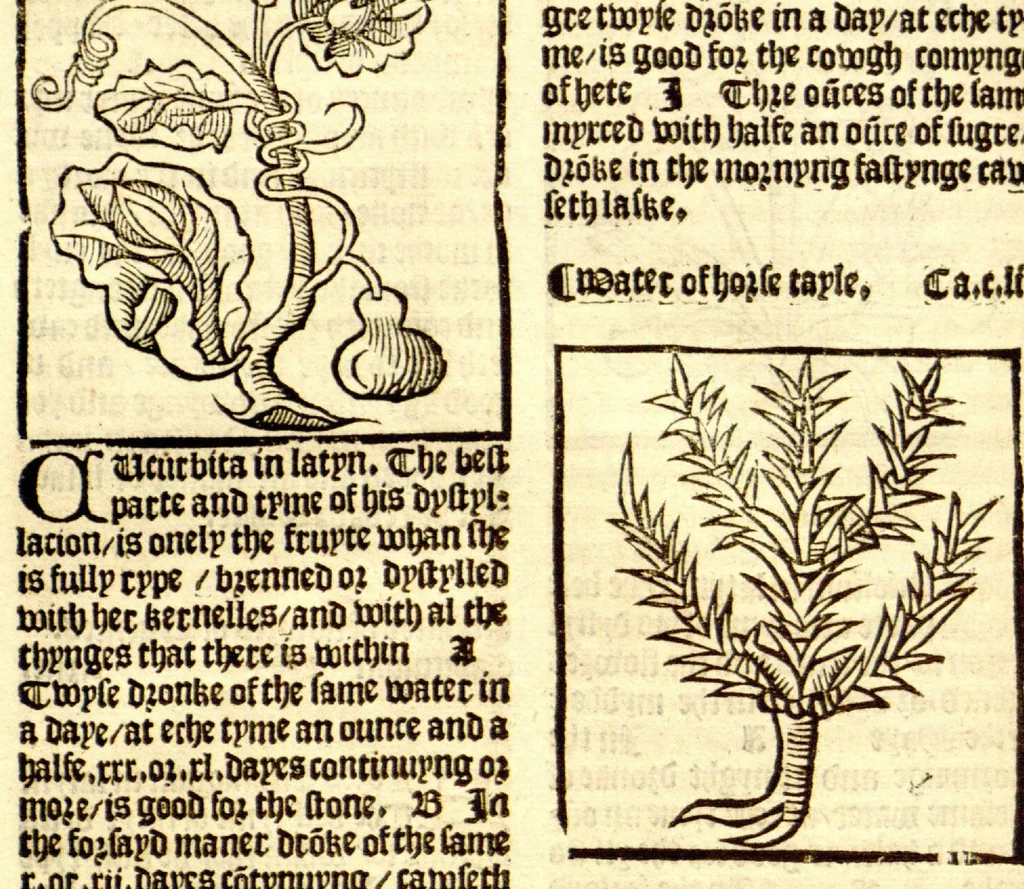 An illustration from The vertuose boke of distyllacyon of the waters of all maner of herbes ?with the fygures of the styllatoryes /fyrst made and compyled by the thyrte yeres study and labour of the moste conynge and famous master of phisyke Master Jherom Bruynswyke ; and now newly translate out of Duyche into Englysshe, not only to the synguler helpe and profyte of the surgyens, phisycyens and apothecaryes, but also of all maner of people parfytely and in dewe tyme and ordre to lerne to dystyll all maner of herbes to the profit, cure, & remedy of all maner dysieases and infirmytees apparant and nat apparant, and ye shall understande that the waters be better than the herbes as Avicenna testefyeth in his fourth canon saynge that all maner medicynes used with theyr substance febleth and maketh aged and weke., 1527, leaf 161