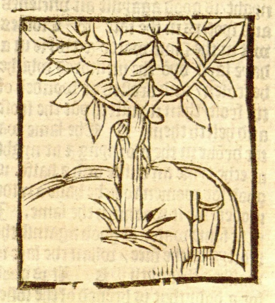 An illustration from The vertuose boke of distyllacyon of the waters of all maner of herbes ?with the fygures of the styllatoryes /fyrst made and compyled by the thyrte yeres study and labour of the moste conynge and famous master of phisyke Master Jherom Bruynswyke ; and now newly translate out of Duyche into Englysshe, not only to the synguler helpe and profyte of the surgyens, phisycyens and apothecaryes, but also of all maner of people parfytely and in dewe tyme and ordre to lerne to dystyll all maner of herbes to the profit, cure, & remedy of all maner dysieases and infirmytees apparant and nat apparant, and ye shall understande that the waters be better than the herbes as Avicenna testefyeth in his fourth canon saynge that all maner medicynes used with theyr substance febleth and maketh aged and weke., 1527, leaf 168