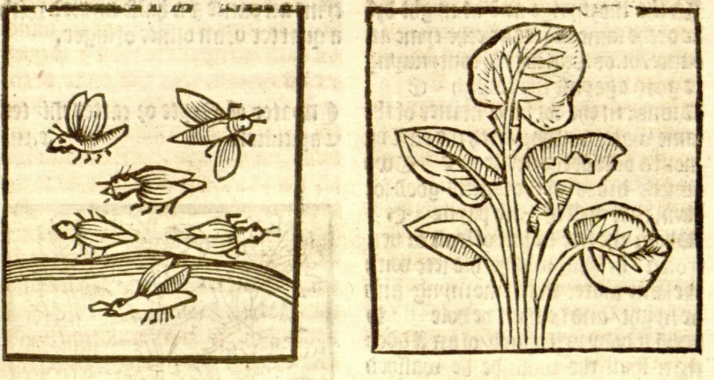 An illustration from The vertuose boke of distyllacyon of the waters of all maner of herbes ?with the fygures of the styllatoryes /fyrst made and compyled by the thyrte yeres study and labour of the moste conynge and famous master of phisyke Master Jherom Bruynswyke ; and now newly translate out of Duyche into Englysshe, not only to the synguler helpe and profyte of the surgyens, phisycyens and apothecaryes, but also of all maner of people parfytely and in dewe tyme and ordre to lerne to dystyll all maner of herbes to the profit, cure, & remedy of all maner dysieases and infirmytees apparant and nat apparant, and ye shall understande that the waters be better than the herbes as Avicenna testefyeth in his fourth canon saynge that all maner medicynes used with theyr substance febleth and maketh aged and weke., 1527, leaf 190