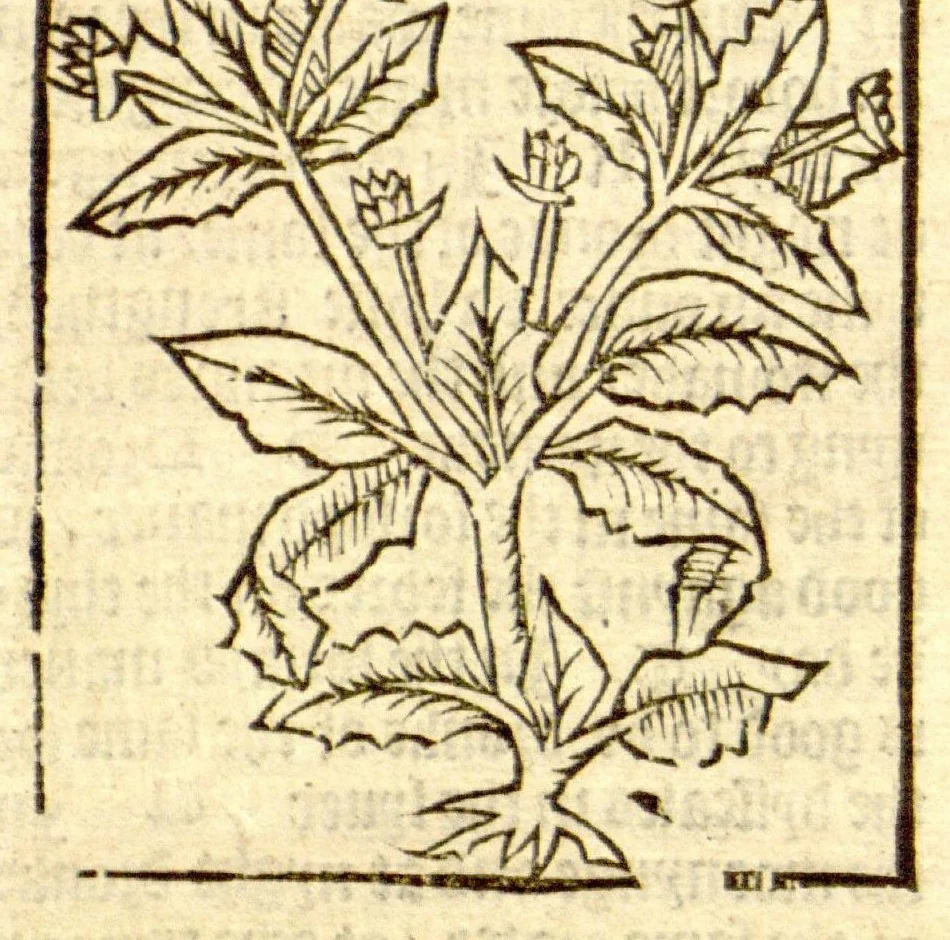 An illustration from The vertuose boke of distyllacyon of the waters of all maner of herbes ?with the fygures of the styllatoryes /fyrst made and compyled by the thyrte yeres study and labour of the moste conynge and famous master of phisyke Master Jherom Bruynswyke ; and now newly translate out of Duyche into Englysshe, not only to the synguler helpe and profyte of the surgyens, phisycyens and apothecaryes, but also of all maner of people parfytely and in dewe tyme and ordre to lerne to dystyll all maner of herbes to the profit, cure, & remedy of all maner dysieases and infirmytees apparant and nat apparant, and ye shall understande that the waters be better than the herbes as Avicenna testefyeth in his fourth canon saynge that all maner medicynes used with theyr substance febleth and maketh aged and weke., 1527, leaf 193