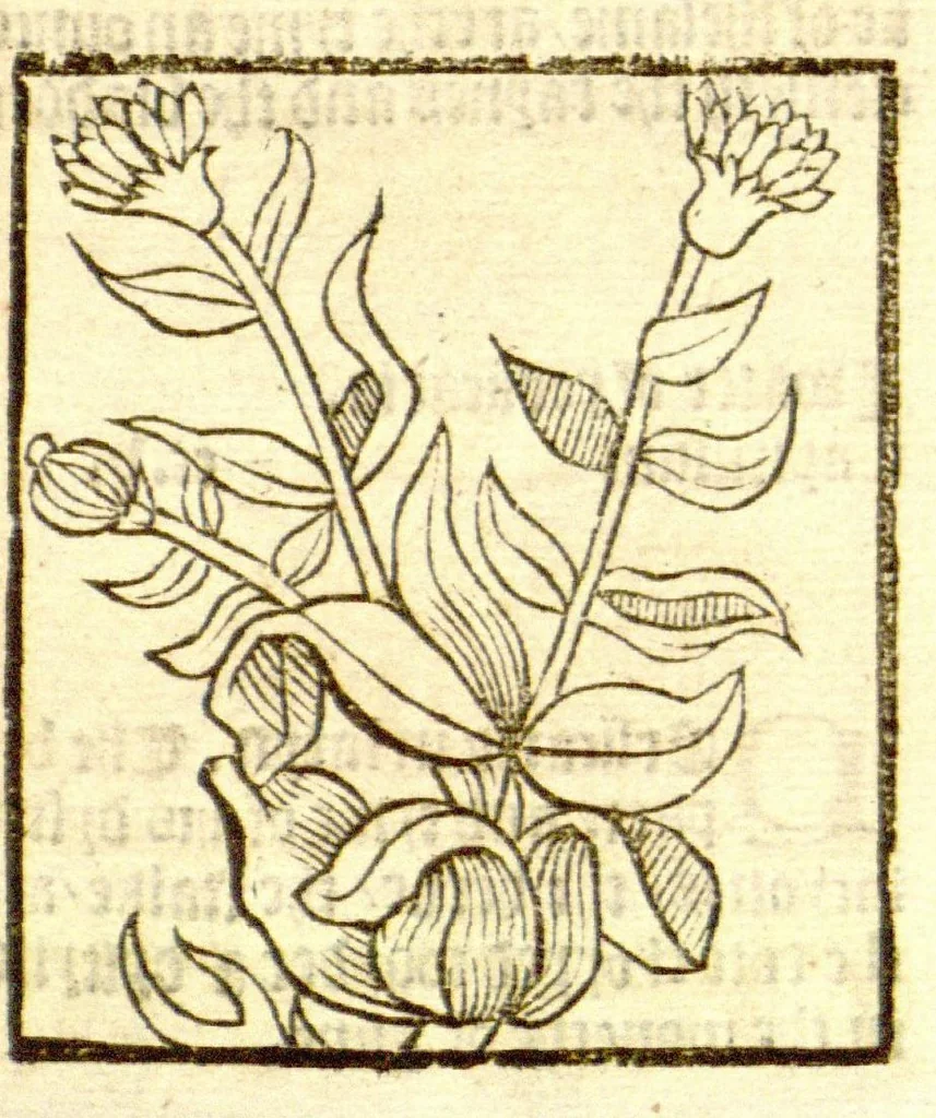 An illustration from The vertuose boke of distyllacyon of the waters of all maner of herbes ?with the fygures of the styllatoryes /fyrst made and compyled by the thyrte yeres study and labour of the moste conynge and famous master of phisyke Master Jherom Bruynswyke ; and now newly translate out of Duyche into Englysshe, not only to the synguler helpe and profyte of the surgyens, phisycyens and apothecaryes, but also of all maner of people parfytely and in dewe tyme and ordre to lerne to dystyll all maner of herbes to the profit, cure, & remedy of all maner dysieases and infirmytees apparant and nat apparant, and ye shall understande that the waters be better than the herbes as Avicenna testefyeth in his fourth canon saynge that all maner medicynes used with theyr substance febleth and maketh aged and weke., 1527, leaf 204