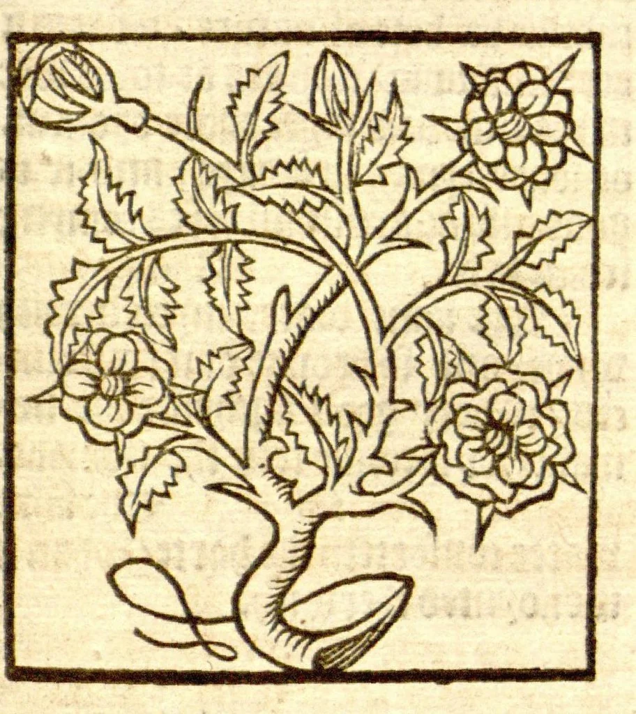 An illustration from The vertuose boke of distyllacyon of the waters of all maner of herbes ?with the fygures of the styllatoryes /fyrst made and compyled by the thyrte yeres study and labour of the moste conynge and famous master of phisyke Master Jherom Bruynswyke ; and now newly translate out of Duyche into Englysshe, not only to the synguler helpe and profyte of the surgyens, phisycyens and apothecaryes, but also of all maner of people parfytely and in dewe tyme and ordre to lerne to dystyll all maner of herbes to the profit, cure, & remedy of all maner dysieases and infirmytees apparant and nat apparant, and ye shall understande that the waters be better than the herbes as Avicenna testefyeth in his fourth canon saynge that all maner medicynes used with theyr substance febleth and maketh aged and weke., 1527, leaf 224