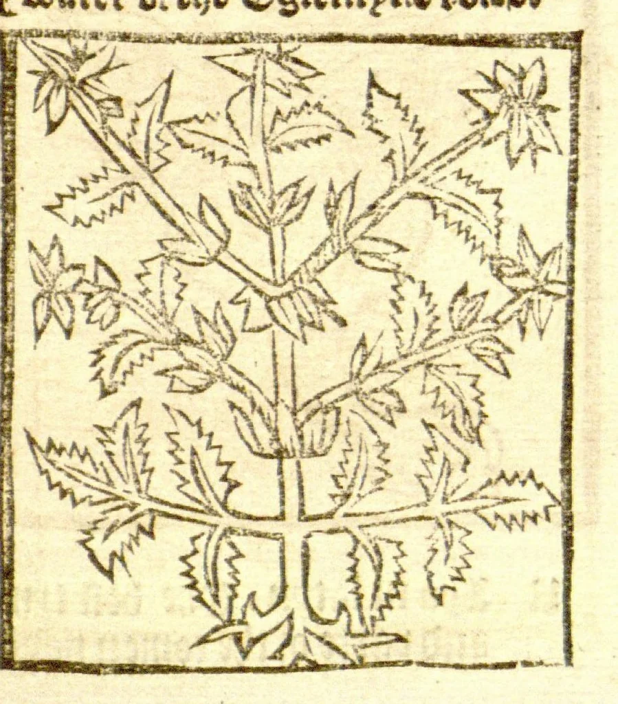 An illustration from The vertuose boke of distyllacyon of the waters of all maner of herbes ?with the fygures of the styllatoryes /fyrst made and compyled by the thyrte yeres study and labour of the moste conynge and famous master of phisyke Master Jherom Bruynswyke ; and now newly translate out of Duyche into Englysshe, not only to the synguler helpe and profyte of the surgyens, phisycyens and apothecaryes, but also of all maner of people parfytely and in dewe tyme and ordre to lerne to dystyll all maner of herbes to the profit, cure, & remedy of all maner dysieases and infirmytees apparant and nat apparant, and ye shall understande that the waters be better than the herbes as Avicenna testefyeth in his fourth canon saynge that all maner medicynes used with theyr substance febleth and maketh aged and weke., 1527, leaf 226