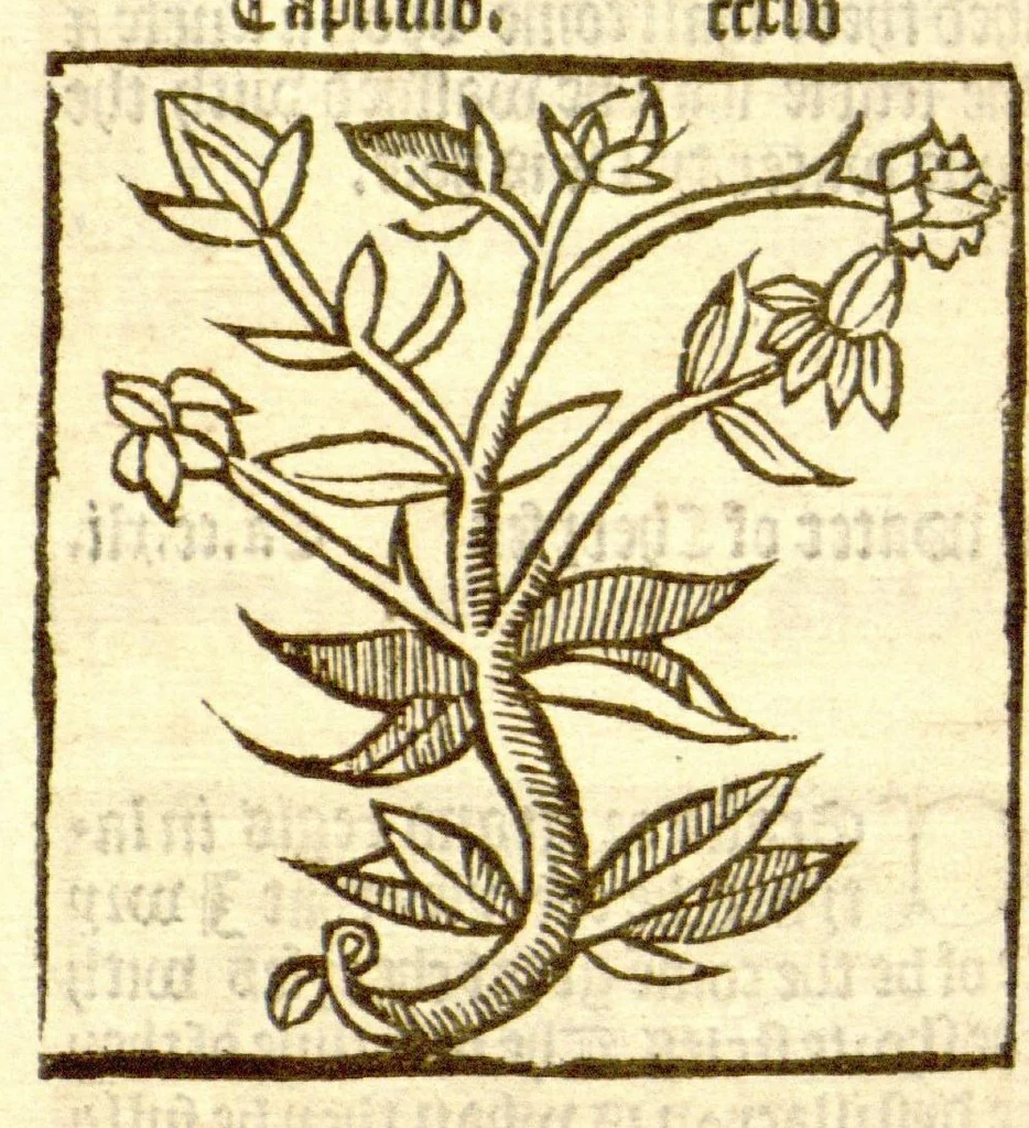 An illustration from The vertuose boke of distyllacyon of the waters of all maner of herbes ?with the fygures of the styllatoryes /fyrst made and compyled by the thyrte yeres study and labour of the moste conynge and famous master of phisyke Master Jherom Bruynswyke ; and now newly translate out of Duyche into Englysshe, not only to the synguler helpe and profyte of the surgyens, phisycyens and apothecaryes, but also of all maner of people parfytely and in dewe tyme and ordre to lerne to dystyll all maner of herbes to the profit, cure, & remedy of all maner dysieases and infirmytees apparant and nat apparant, and ye shall understande that the waters be better than the herbes as Avicenna testefyeth in his fourth canon saynge that all maner medicynes used with theyr substance febleth and maketh aged and weke., 1527, leaf 229