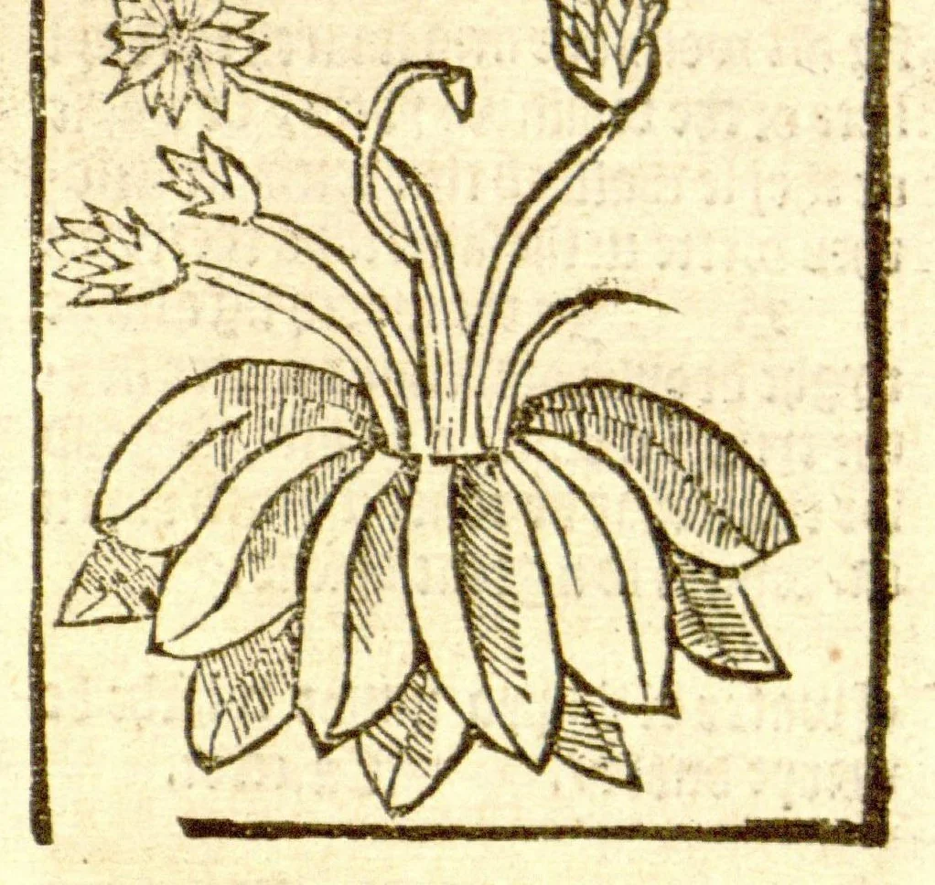 An illustration from The vertuose boke of distyllacyon of the waters of all maner of herbes ?with the fygures of the styllatoryes /fyrst made and compyled by the thyrte yeres study and labour of the moste conynge and famous master of phisyke Master Jherom Bruynswyke ; and now newly translate out of Duyche into Englysshe, not only to the synguler helpe and profyte of the surgyens, phisycyens and apothecaryes, but also of all maner of people parfytely and in dewe tyme and ordre to lerne to dystyll all maner of herbes to the profit, cure, & remedy of all maner dysieases and infirmytees apparant and nat apparant, and ye shall understande that the waters be better than the herbes as Avicenna testefyeth in his fourth canon saynge that all maner medicynes used with theyr substance febleth and maketh aged and weke., 1527, leaf 236