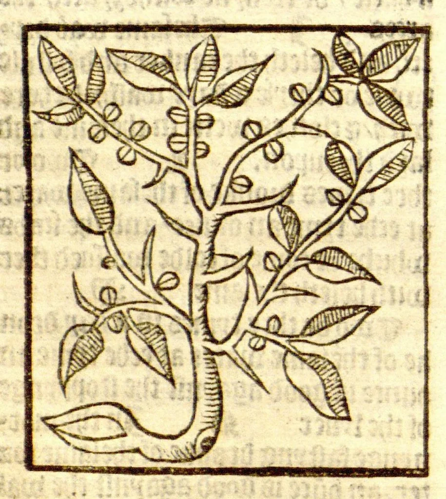 An illustration from The vertuose boke of distyllacyon of the waters of all maner of herbes ?with the fygures of the styllatoryes /fyrst made and compyled by the thyrte yeres study and labour of the moste conynge and famous master of phisyke Master Jherom Bruynswyke ; and now newly translate out of Duyche into Englysshe, not only to the synguler helpe and profyte of the surgyens, phisycyens and apothecaryes, but also of all maner of people parfytely and in dewe tyme and ordre to lerne to dystyll all maner of herbes to the profit, cure, & remedy of all maner dysieases and infirmytees apparant and nat apparant, and ye shall understande that the waters be better than the herbes as Avicenna testefyeth in his fourth canon saynge that all maner medicynes used with theyr substance febleth and maketh aged and weke., 1527, leaf 241