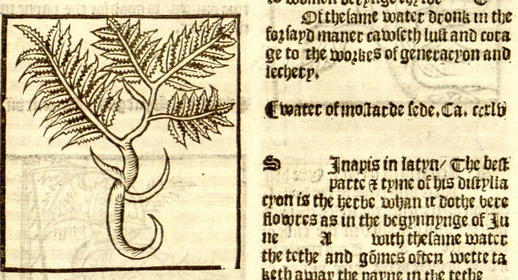 An illustration from The vertuose boke of distyllacyon of the waters of all maner of herbes ?with the fygures of the styllatoryes /fyrst made and compyled by the thyrte yeres study and labour of the moste conynge and famous master of phisyke Master Jherom Bruynswyke ; and now newly translate out of Duyche into Englysshe, not only to the synguler helpe and profyte of the surgyens, phisycyens and apothecaryes, but also of all maner of people parfytely and in dewe tyme and ordre to lerne to dystyll all maner of herbes to the profit, cure, & remedy of all maner dysieases and infirmytees apparant and nat apparant, and ye shall understande that the waters be better than the herbes as Avicenna testefyeth in his fourth canon saynge that all maner medicynes used with theyr substance febleth and maketh aged and weke., 1527, leaf 242