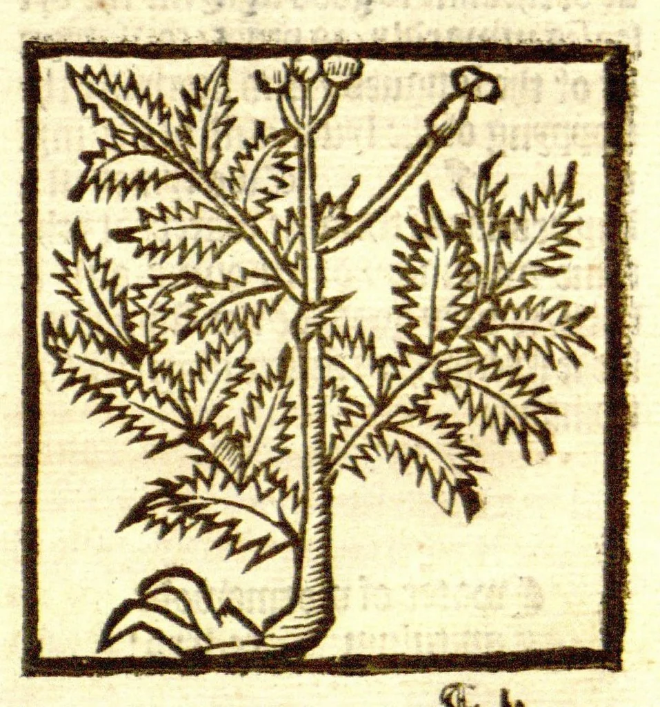 An illustration from The vertuose boke of distyllacyon of the waters of all maner of herbes ?with the fygures of the styllatoryes /fyrst made and compyled by the thyrte yeres study and labour of the moste conynge and famous master of phisyke Master Jherom Bruynswyke ; and now newly translate out of Duyche into Englysshe, not only to the synguler helpe and profyte of the surgyens, phisycyens and apothecaryes, but also of all maner of people parfytely and in dewe tyme and ordre to lerne to dystyll all maner of herbes to the profit, cure, & remedy of all maner dysieases and infirmytees apparant and nat apparant, and ye shall understande that the waters be better than the herbes as Avicenna testefyeth in his fourth canon saynge that all maner medicynes used with theyr substance febleth and maketh aged and weke., 1527, leaf 248