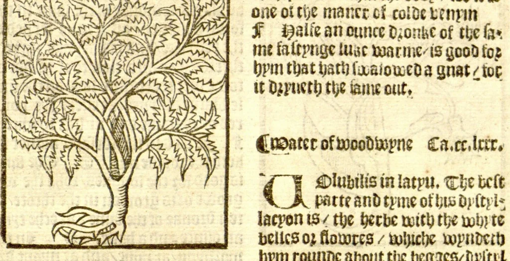 An illustration from The vertuose boke of distyllacyon of the waters of all maner of herbes ?with the fygures of the styllatoryes /fyrst made and compyled by the thyrte yeres study and labour of the moste conynge and famous master of phisyke Master Jherom Bruynswyke ; and now newly translate out of Duyche into Englysshe, not only to the synguler helpe and profyte of the surgyens, phisycyens and apothecaryes, but also of all maner of people parfytely and in dewe tyme and ordre to lerne to dystyll all maner of herbes to the profit, cure, & remedy of all maner dysieases and infirmytees apparant and nat apparant, and ye shall understande that the waters be better than the herbes as Avicenna testefyeth in his fourth canon saynge that all maner medicynes used with theyr substance febleth and maketh aged and weke., 1527, leaf 254