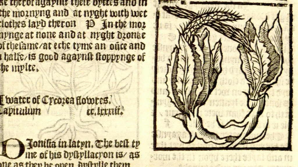 An illustration from The vertuose boke of distyllacyon of the waters of all maner of herbes ?with the fygures of the styllatoryes /fyrst made and compyled by the thyrte yeres study and labour of the moste conynge and famous master of phisyke Master Jherom Bruynswyke ; and now newly translate out of Duyche into Englysshe, not only to the synguler helpe and profyte of the surgyens, phisycyens and apothecaryes, but also of all maner of people parfytely and in dewe tyme and ordre to lerne to dystyll all maner of herbes to the profit, cure, & remedy of all maner dysieases and infirmytees apparant and nat apparant, and ye shall understande that the waters be better than the herbes as Avicenna testefyeth in his fourth canon saynge that all maner medicynes used with theyr substance febleth and maketh aged and weke., 1527, leaf 256