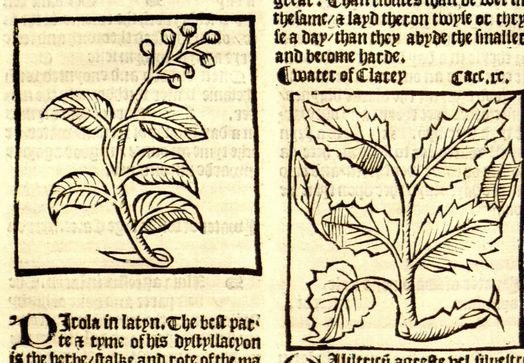 An illustration from The vertuose boke of distyllacyon of the waters of all maner of herbes ?with the fygures of the styllatoryes /fyrst made and compyled by the thyrte yeres study and labour of the moste conynge and famous master of phisyke Master Jherom Bruynswyke ; and now newly translate out of Duyche into Englysshe, not only to the synguler helpe and profyte of the surgyens, phisycyens and apothecaryes, but also of all maner of people parfytely and in dewe tyme and ordre to lerne to dystyll all maner of herbes to the profit, cure, & remedy of all maner dysieases and infirmytees apparant and nat apparant, and ye shall understande that the waters be better than the herbes as Avicenna testefyeth in his fourth canon saynge that all maner medicynes used with theyr substance febleth and maketh aged and weke., 1527, leaf 259