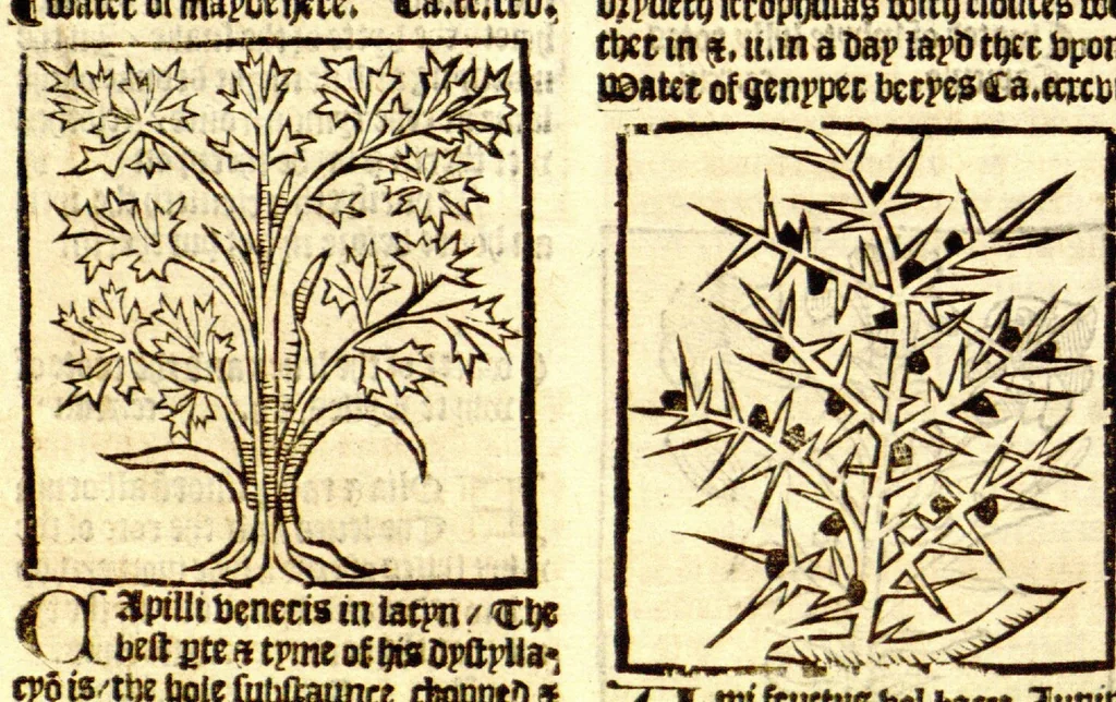 An illustration from The vertuose boke of distyllacyon of the waters of all maner of herbes ?with the fygures of the styllatoryes /fyrst made and compyled by the thyrte yeres study and labour of the moste conynge and famous master of phisyke Master Jherom Bruynswyke ; and now newly translate out of Duyche into Englysshe, not only to the synguler helpe and profyte of the surgyens, phisycyens and apothecaryes, but also of all maner of people parfytely and in dewe tyme and ordre to lerne to dystyll all maner of herbes to the profit, cure, & remedy of all maner dysieases and infirmytees apparant and nat apparant, and ye shall understande that the waters be better than the herbes as Avicenna testefyeth in his fourth canon saynge that all maner medicynes used with theyr substance febleth and maketh aged and weke., 1527, leaf 263
