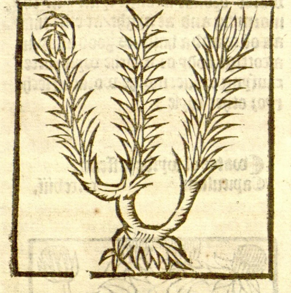 An illustration from The vertuose boke of distyllacyon of the waters of all maner of herbes ?with the fygures of the styllatoryes /fyrst made and compyled by the thyrte yeres study and labour of the moste conynge and famous master of phisyke Master Jherom Bruynswyke ; and now newly translate out of Duyche into Englysshe, not only to the synguler helpe and profyte of the surgyens, phisycyens and apothecaryes, but also of all maner of people parfytely and in dewe tyme and ordre to lerne to dystyll all maner of herbes to the profit, cure, & remedy of all maner dysieases and infirmytees apparant and nat apparant, and ye shall understande that the waters be better than the herbes as Avicenna testefyeth in his fourth canon saynge that all maner medicynes used with theyr substance febleth and maketh aged and weke., 1527, leaf 265