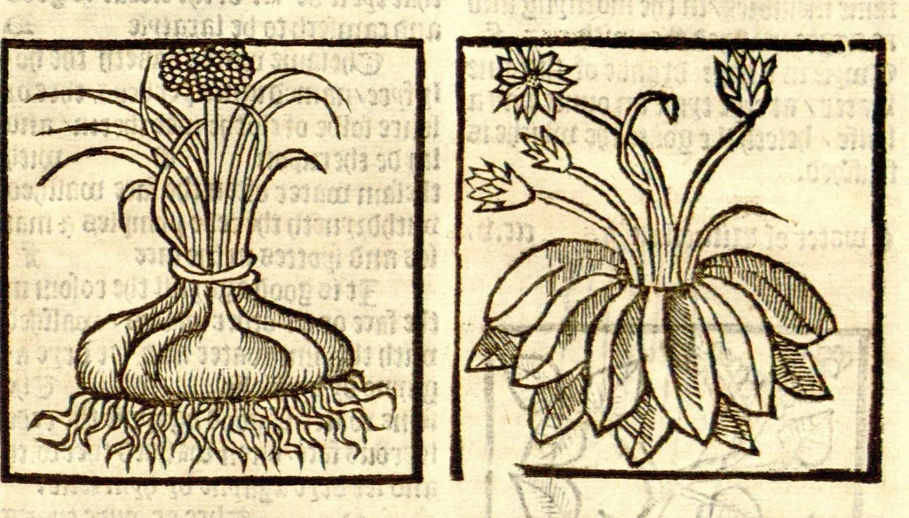 An illustration from The vertuose boke of distyllacyon of the waters of all maner of herbes ?with the fygures of the styllatoryes /fyrst made and compyled by the thyrte yeres study and labour of the moste conynge and famous master of phisyke Master Jherom Bruynswyke ; and now newly translate out of Duyche into Englysshe, not only to the synguler helpe and profyte of the surgyens, phisycyens and apothecaryes, but also of all maner of people parfytely and in dewe tyme and ordre to lerne to dystyll all maner of herbes to the profit, cure, & remedy of all maner dysieases and infirmytees apparant and nat apparant, and ye shall understande that the waters be better than the herbes as Avicenna testefyeth in his fourth canon saynge that all maner medicynes used with theyr substance febleth and maketh aged and weke., 1527, leaf 266