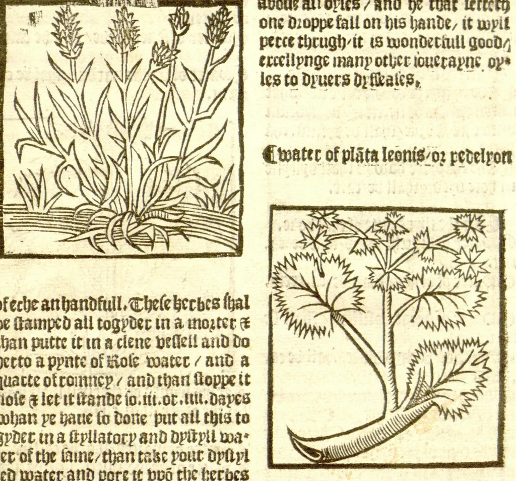 An illustration from The vertuose boke of distyllacyon of the waters of all maner of herbes ?with the fygures of the styllatoryes /fyrst made and compyled by the thyrte yeres study and labour of the moste conynge and famous master of phisyke Master Jherom Bruynswyke ; and now newly translate out of Duyche into Englysshe, not only to the synguler helpe and profyte of the surgyens, phisycyens and apothecaryes, but also of all maner of people parfytely and in dewe tyme and ordre to lerne to dystyll all maner of herbes to the profit, cure, & remedy of all maner dysieases and infirmytees apparant and nat apparant, and ye shall understande that the waters be better than the herbes as Avicenna testefyeth in his fourth canon saynge that all maner medicynes used with theyr substance febleth and maketh aged and weke., 1527, leaf 272