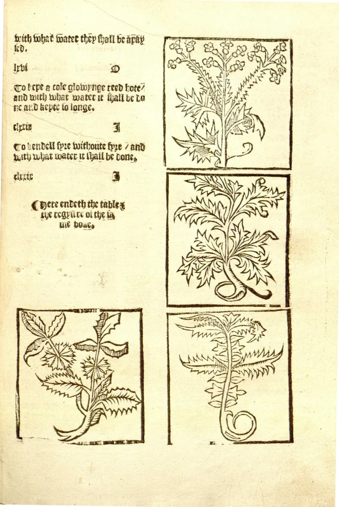 An illustration from The vertuose boke of distyllacyon of the waters of all maner of herbes ?with the fygures of the styllatoryes /fyrst made and compyled by the thyrte yeres study and labour of the moste conynge and famous master of phisyke Master Jherom Bruynswyke ; and now newly translate out of Duyche into Englysshe, not only to the synguler helpe and profyte of the surgyens, phisycyens and apothecaryes, but also of all maner of people parfytely and in dewe tyme and ordre to lerne to dystyll all maner of herbes to the profit, cure, & remedy of all maner dysieases and infirmytees apparant and nat apparant, and ye shall understande that the waters be better than the herbes as Avicenna testefyeth in his fourth canon saynge that all maner medicynes used with theyr substance febleth and maketh aged and weke., 1527, leaf 70