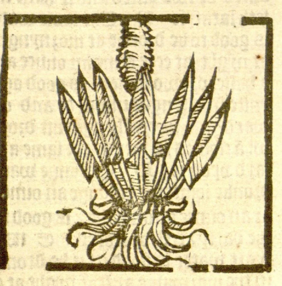 An illustration from The vertuose boke of distyllacyon of the waters of all maner of herbes ?with the fygures of the styllatoryes /fyrst made and compyled by the thyrte yeres study and labour of the moste conynge and famous master of phisyke Master Jherom Bruynswyke ; and now newly translate out of Duyche into Englysshe, not only to the synguler helpe and profyte of the surgyens, phisycyens and apothecaryes, but also of all maner of people parfytely and in dewe tyme and ordre to lerne to dystyll all maner of herbes to the profit, cure, & remedy of all maner dysieases and infirmytees apparant and nat apparant, and ye shall understande that the waters be better than the herbes as Avicenna testefyeth in his fourth canon saynge that all maner medicynes used with theyr substance febleth and maketh aged and weke., 1527, leaf 74