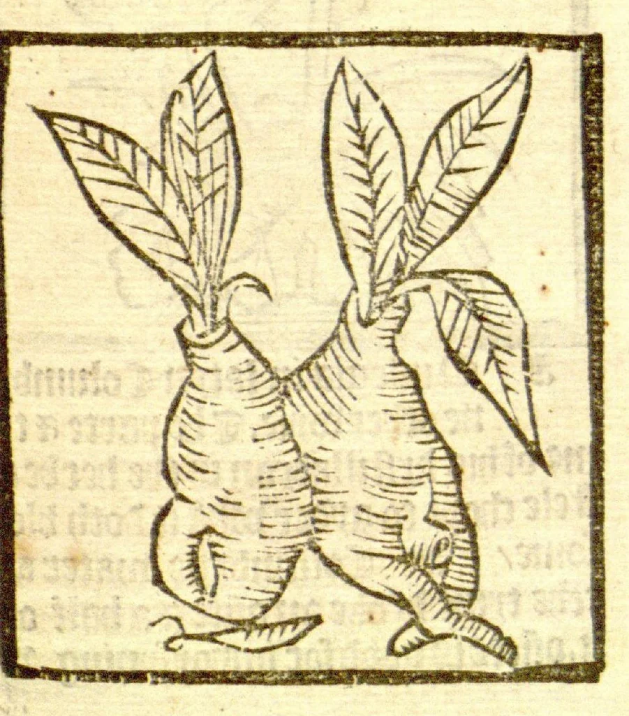 An illustration from The vertuose boke of distyllacyon of the waters of all maner of herbes ?with the fygures of the styllatoryes /fyrst made and compyled by the thyrte yeres study and labour of the moste conynge and famous master of phisyke Master Jherom Bruynswyke ; and now newly translate out of Duyche into Englysshe, not only to the synguler helpe and profyte of the surgyens, phisycyens and apothecaryes, but also of all maner of people parfytely and in dewe tyme and ordre to lerne to dystyll all maner of herbes to the profit, cure, & remedy of all maner dysieases and infirmytees apparant and nat apparant, and ye shall understande that the waters be better than the herbes as Avicenna testefyeth in his fourth canon saynge that all maner medicynes used with theyr substance febleth and maketh aged and weke., 1527, leaf 76