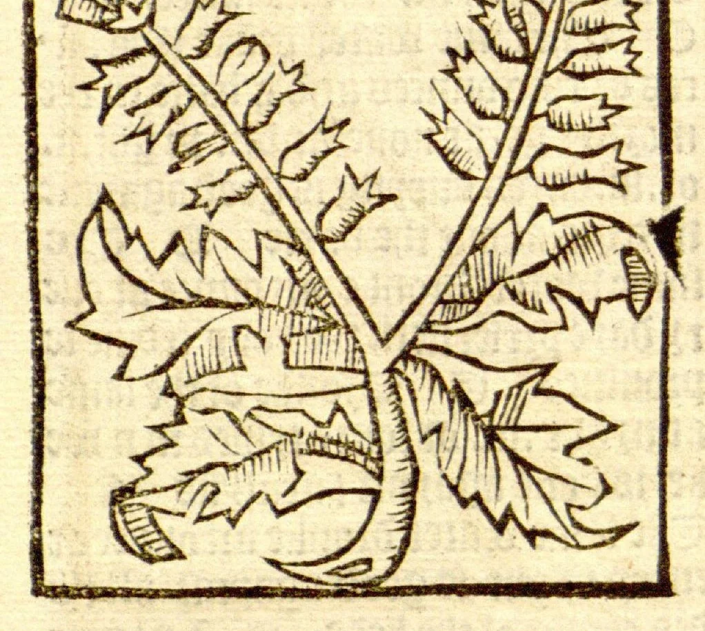 An illustration from The vertuose boke of distyllacyon of the waters of all maner of herbes ?with the fygures of the styllatoryes /fyrst made and compyled by the thyrte yeres study and labour of the moste conynge and famous master of phisyke Master Jherom Bruynswyke ; and now newly translate out of Duyche into Englysshe, not only to the synguler helpe and profyte of the surgyens, phisycyens and apothecaryes, but also of all maner of people parfytely and in dewe tyme and ordre to lerne to dystyll all maner of herbes to the profit, cure, & remedy of all maner dysieases and infirmytees apparant and nat apparant, and ye shall understande that the waters be better than the herbes as Avicenna testefyeth in his fourth canon saynge that all maner medicynes used with theyr substance febleth and maketh aged and weke., 1527, leaf 83