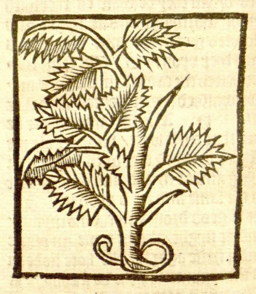 An illustration from The vertuose boke of distyllacyon of the waters of all maner of herbes ?with the fygures of the styllatoryes /fyrst made and compyled by the thyrte yeres study and labour of the moste conynge and famous master of phisyke Master Jherom Bruynswyke ; and now newly translate out of Duyche into Englysshe, not only to the synguler helpe and profyte of the surgyens, phisycyens and apothecaryes, but also of all maner of people parfytely and in dewe tyme and ordre to lerne to dystyll all maner of herbes to the profit, cure, & remedy of all maner dysieases and infirmytees apparant and nat apparant, and ye shall understande that the waters be better than the herbes as Avicenna testefyeth in his fourth canon saynge that all maner medicynes used with theyr substance febleth and maketh aged and weke., 1527, leaf 85